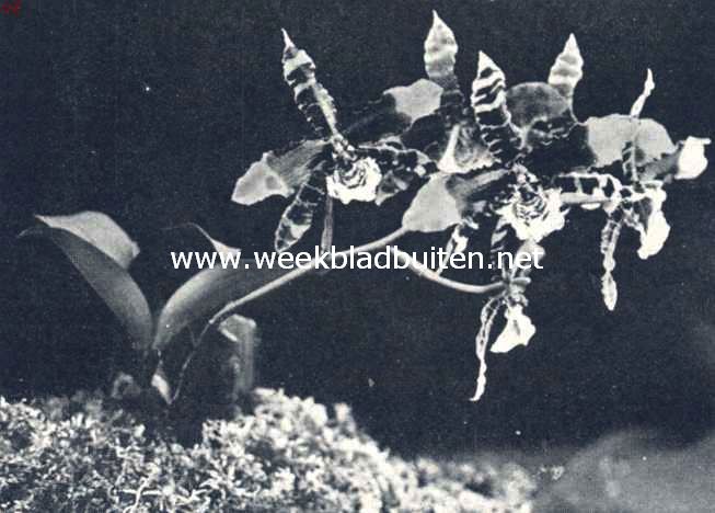 Odontoglossum Grande
