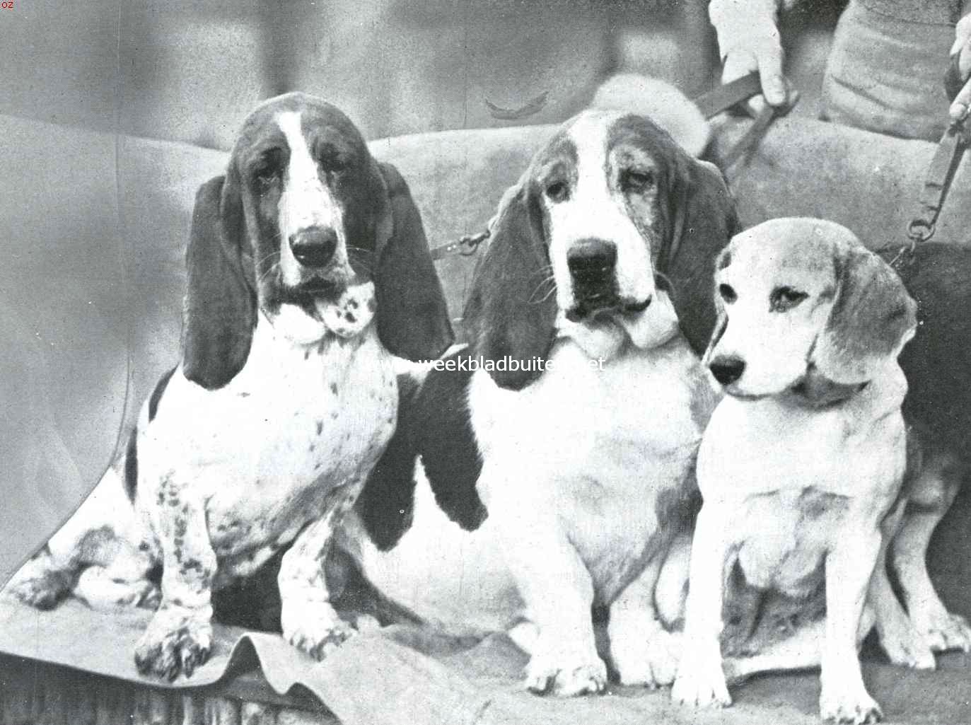 De bassets kampioen Walhampton Nightshade en kampioen Walhampton Lynwood, en de beagle Melody of Reynalton