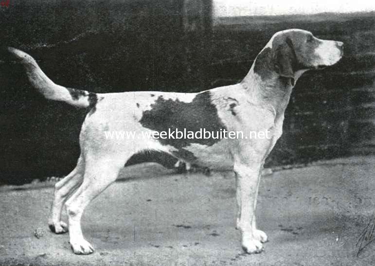 Een winnende foxhound