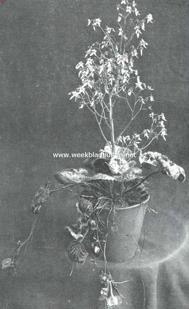 Saxifraga Sarmentosa